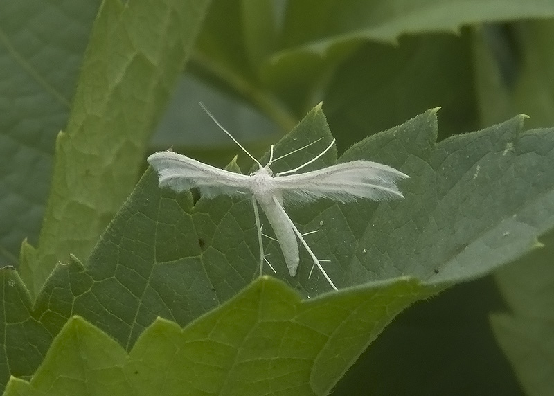 Pterophorus pentadactyla